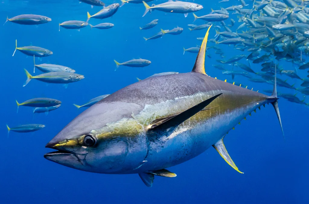 día mundial del atún