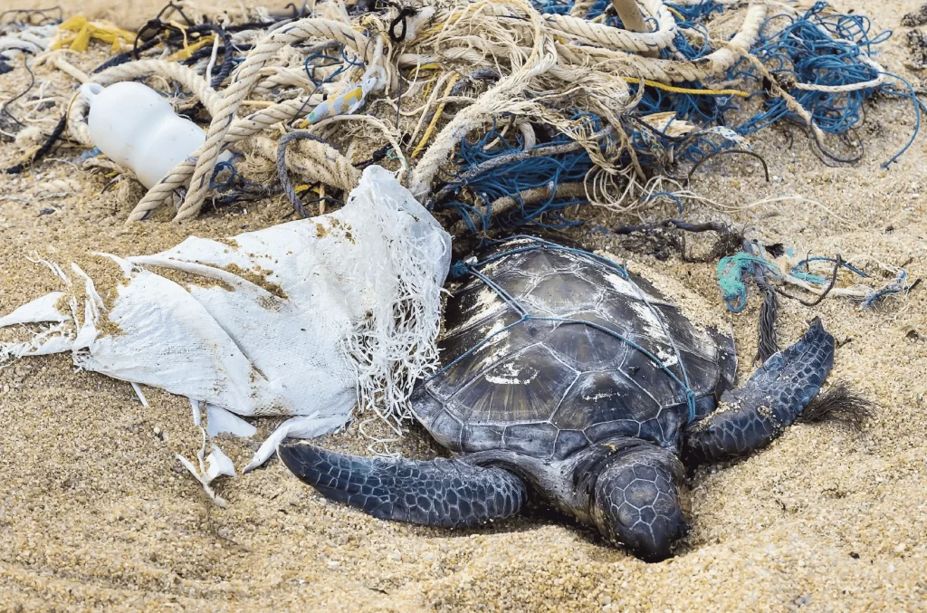 Día mundial de la limpieza de playas 2022, se celebra ayudando a las tortugas marinas