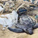 ayudando a tortugas marinas en playas