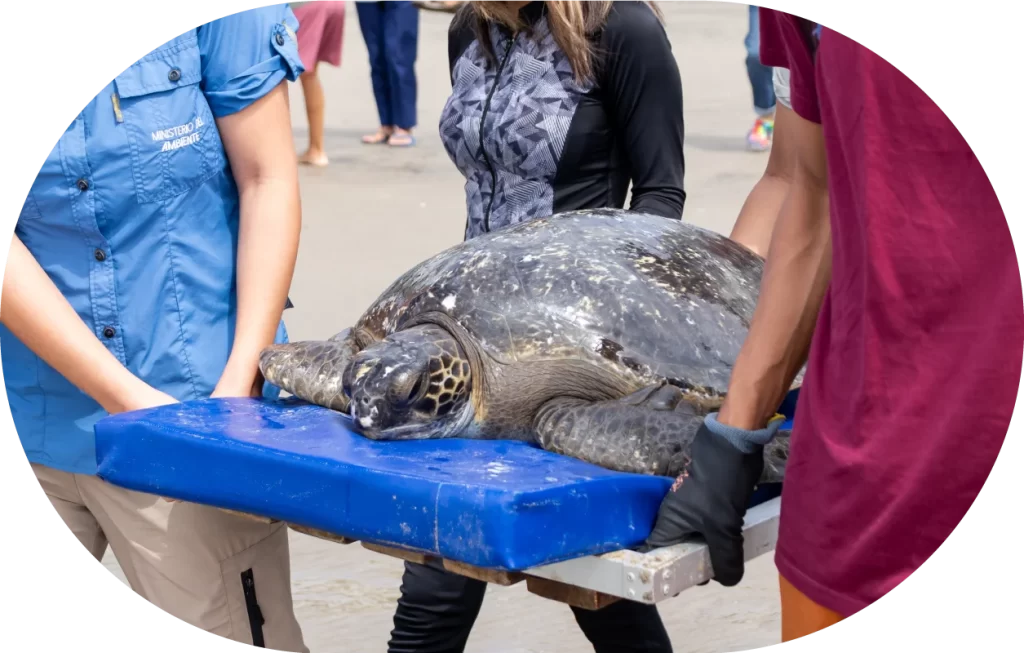 Foto cuidado de un animal marino